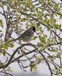 Harris Sparrow